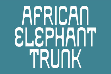 African Elephant Trunk