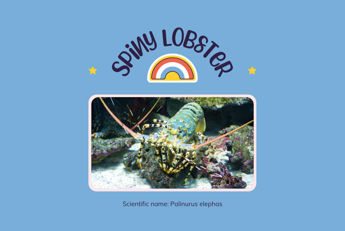 Spiny Lobster Spiny Lobster