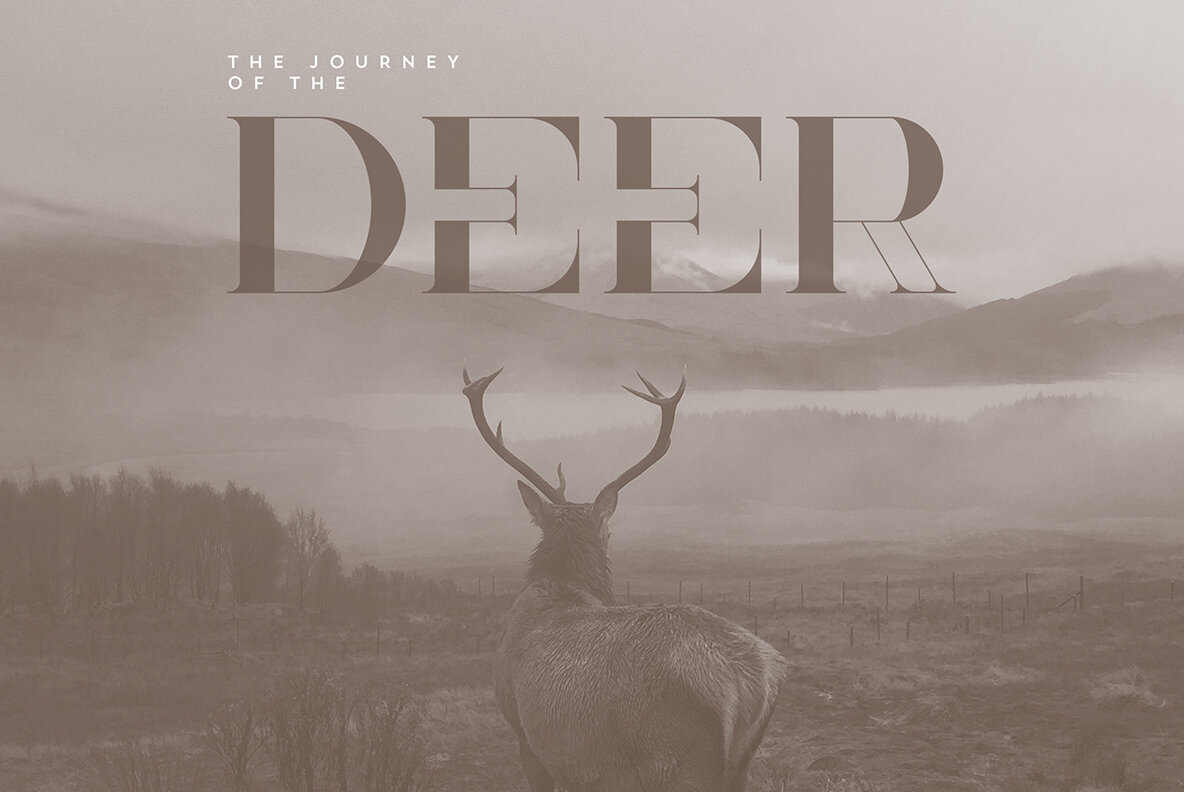 Elegant Font Collection 13