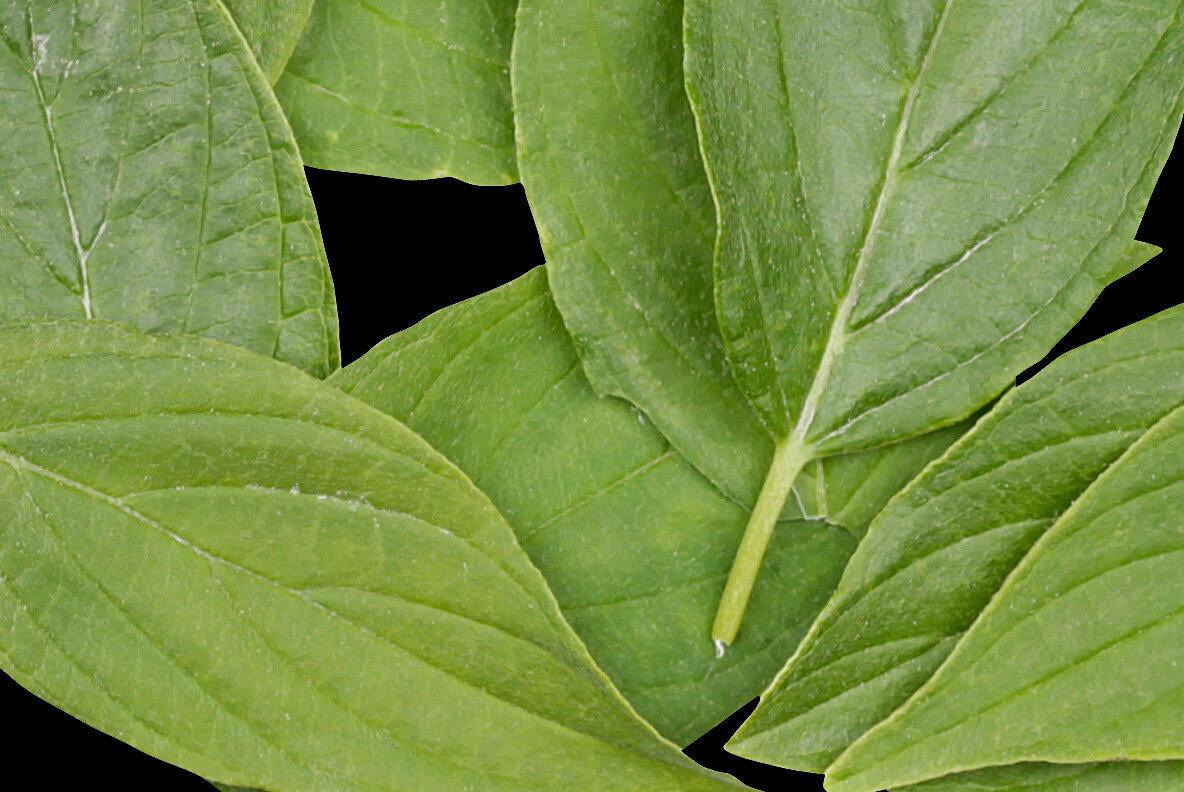 Cooper Leaf SVG Font 4