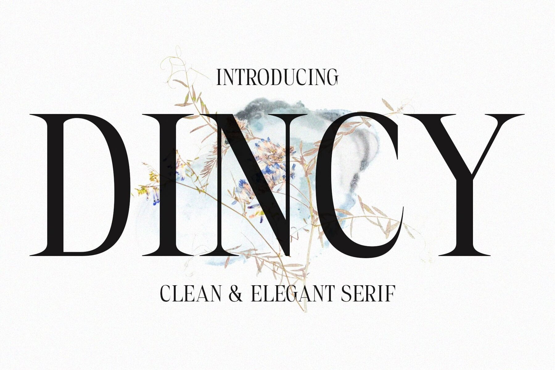 Dincy 1