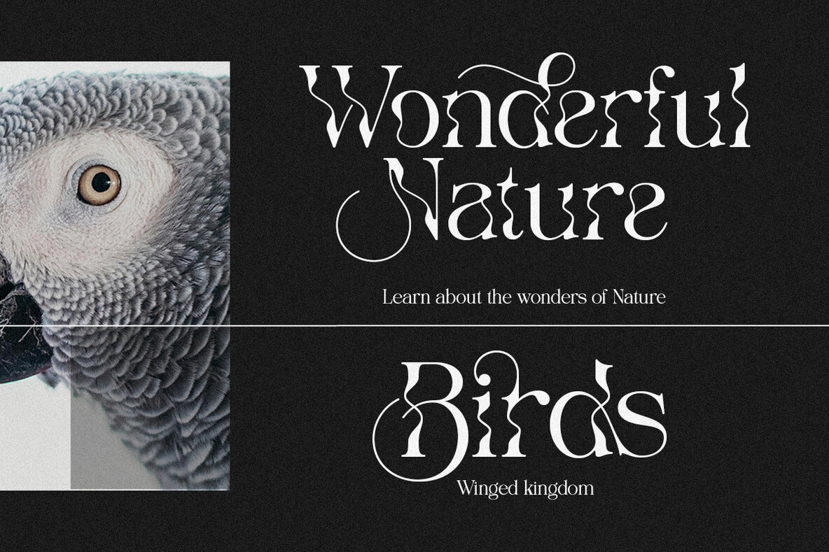 The Seiran Lapansa 16