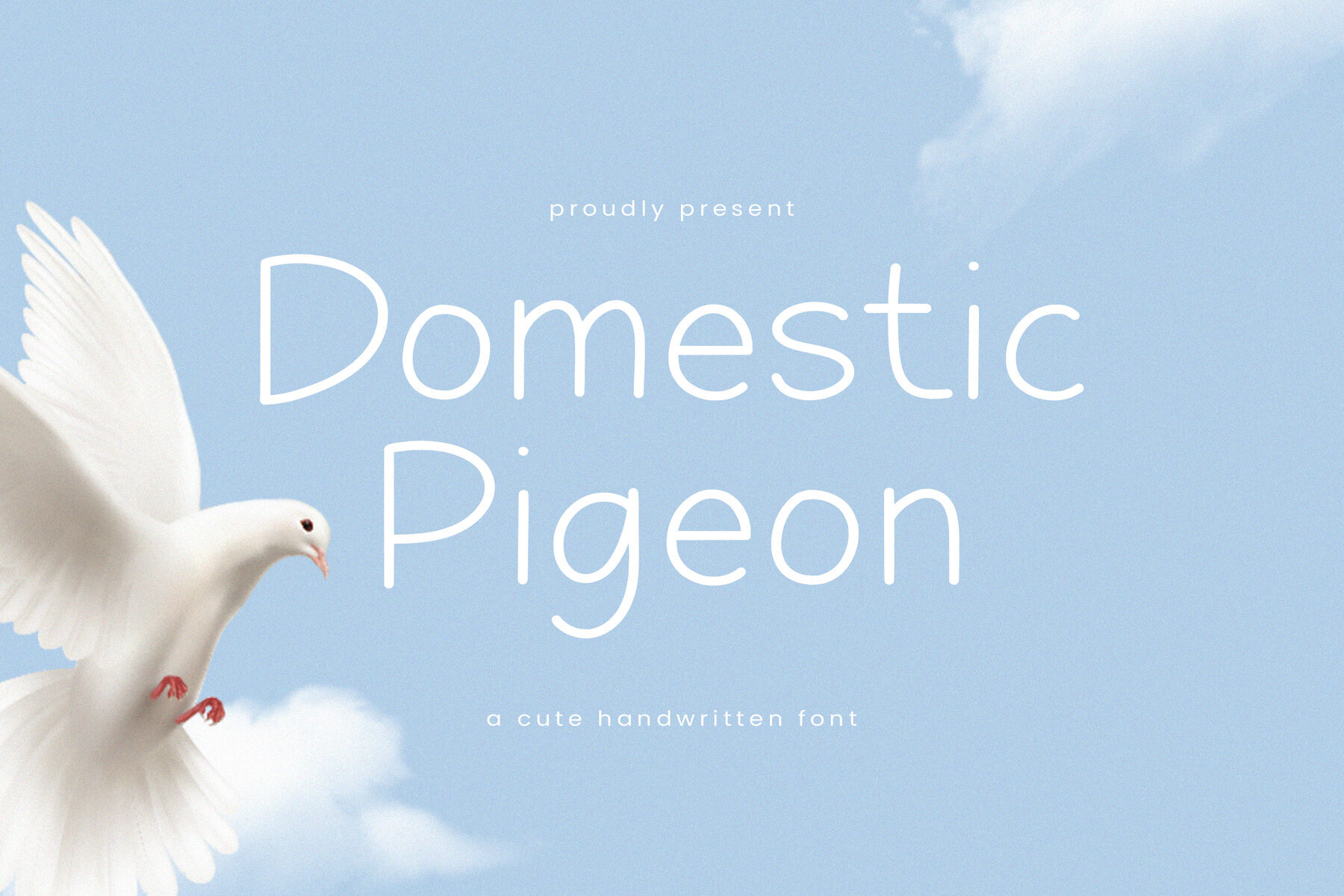 Domestic Pigeon 1