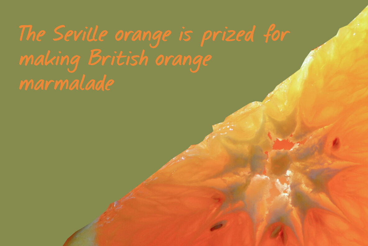 Seville Orange 2