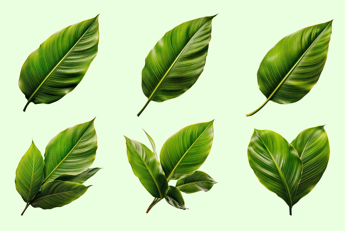 Tropical Leaves 7