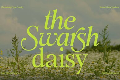 Swarsh Daisy
