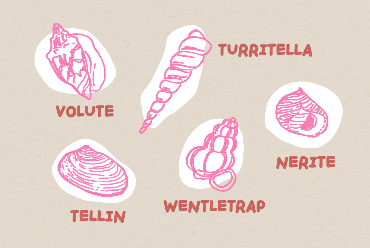 Handpicked Seashells 3