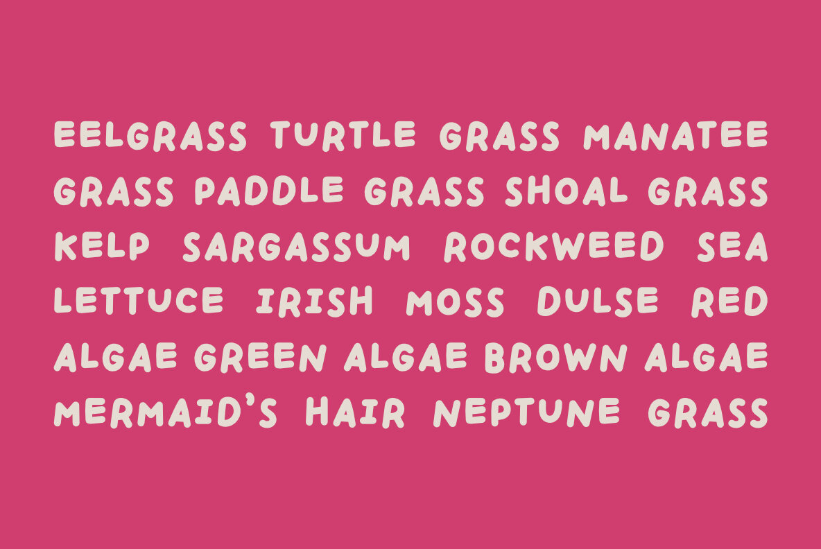 Handpicked Seashells 9