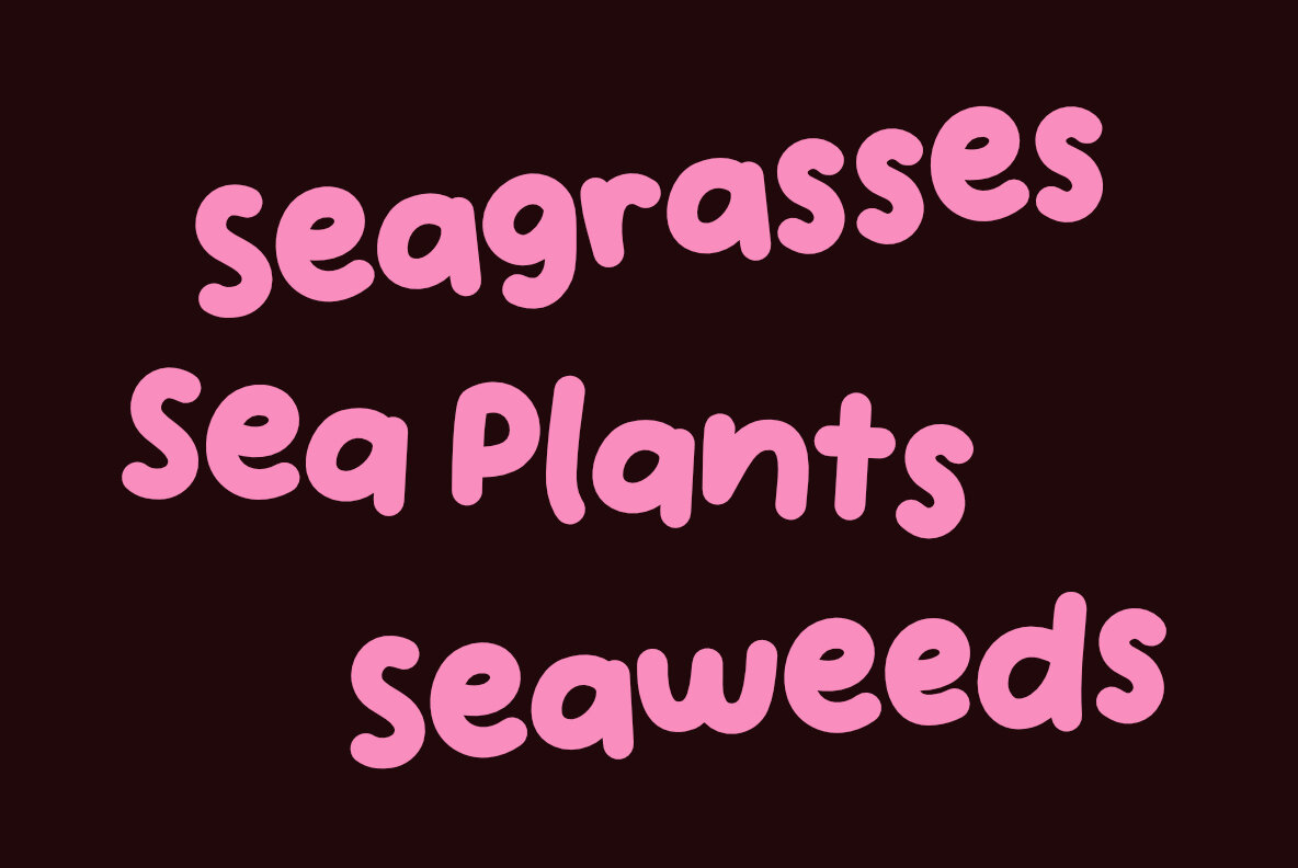 Handpicked Seashells 10