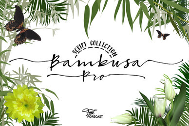 Bambusa Pro