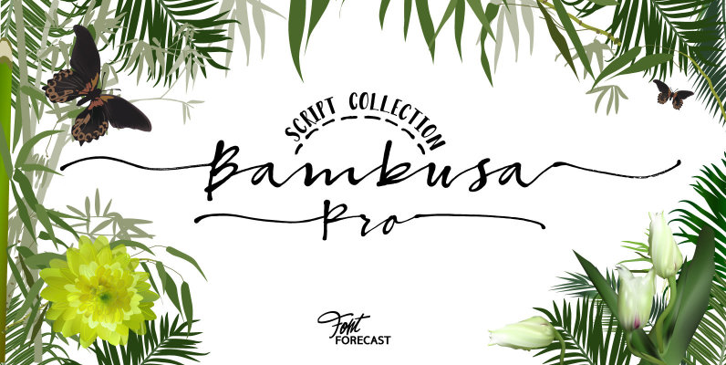 Bambusa Pro