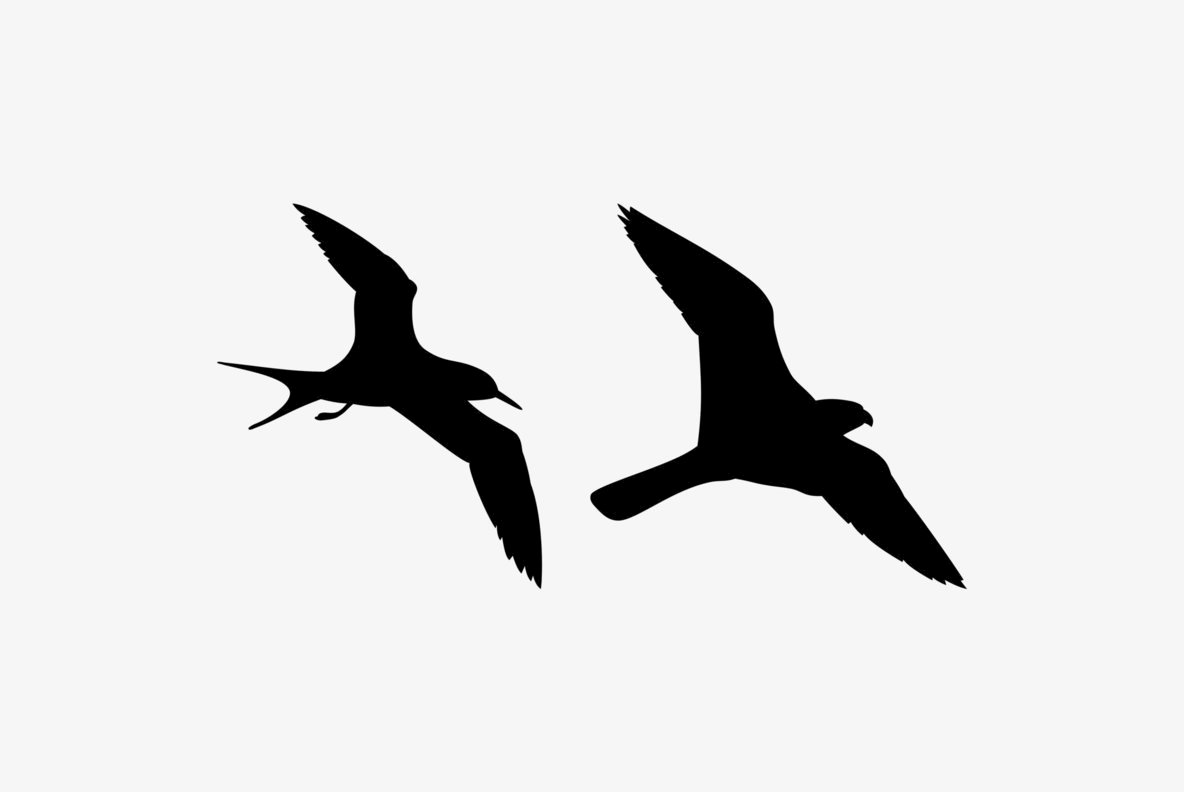 Birds Flying Birds Flying