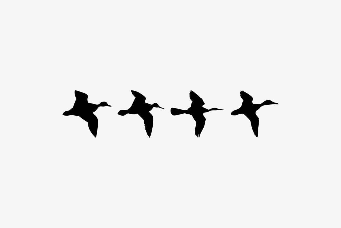 Birds Flying Birds Flying