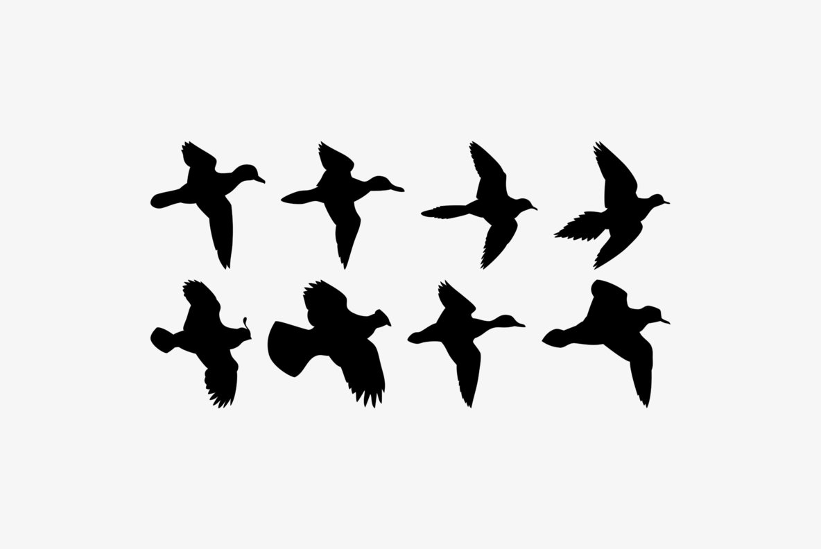 Birds Flying Birds Flying