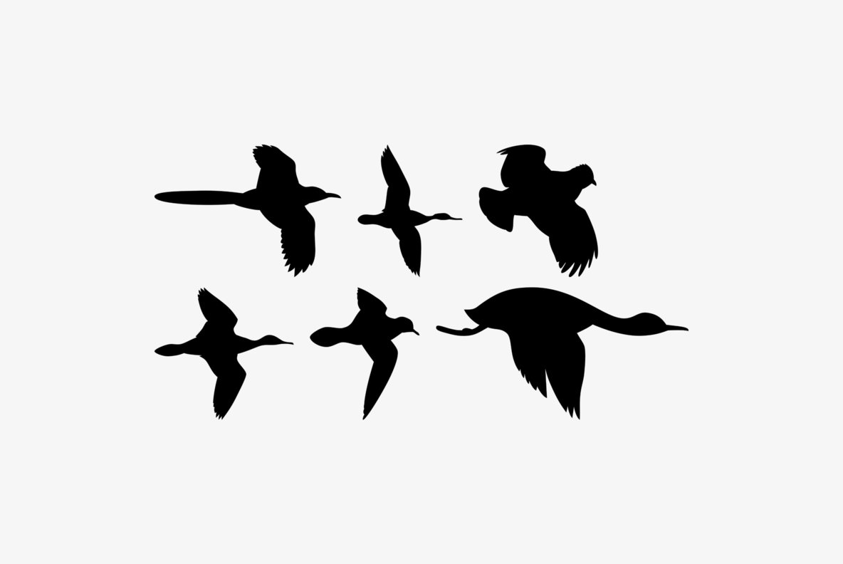 Birds Flying Birds Flying