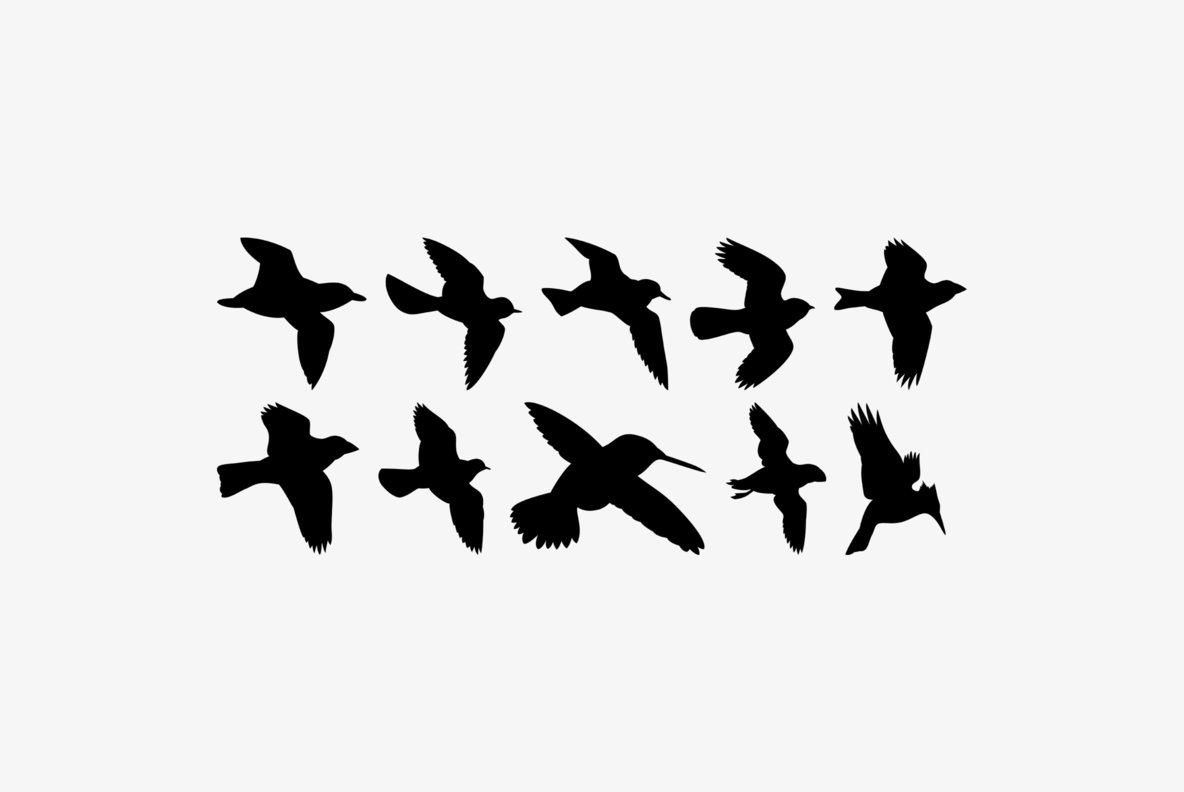 Birds Flying Birds Flying