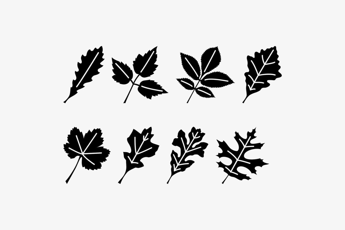 Leaf Assortment 2