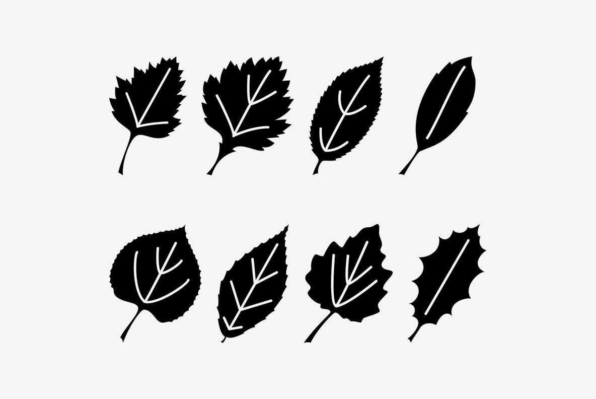 Leaf Assortment 5