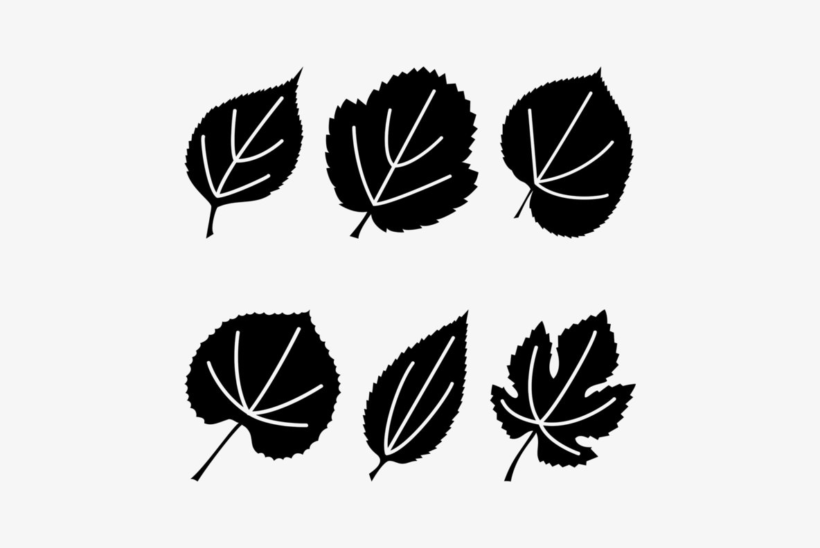 Leaf Assortment 6