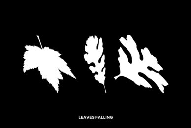 Leaves Falling