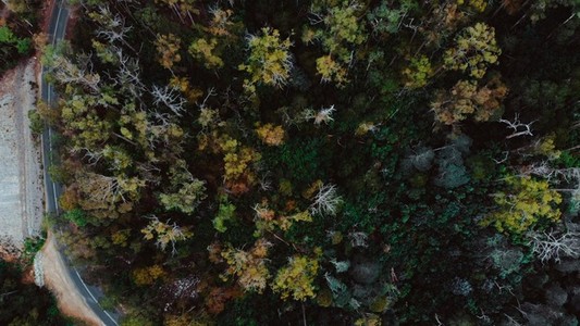 Forest Flyover via Drone 2