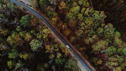 Forest Flyover via Drone