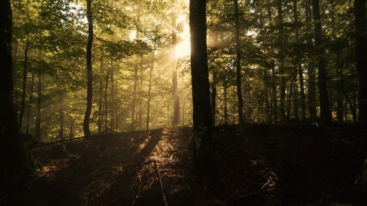 Forest Light Rays