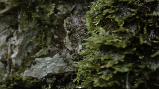 Moss and Rocks