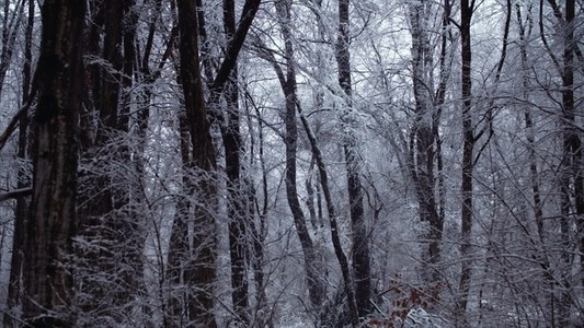 Snowfall 01