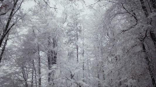 Snowfall 05