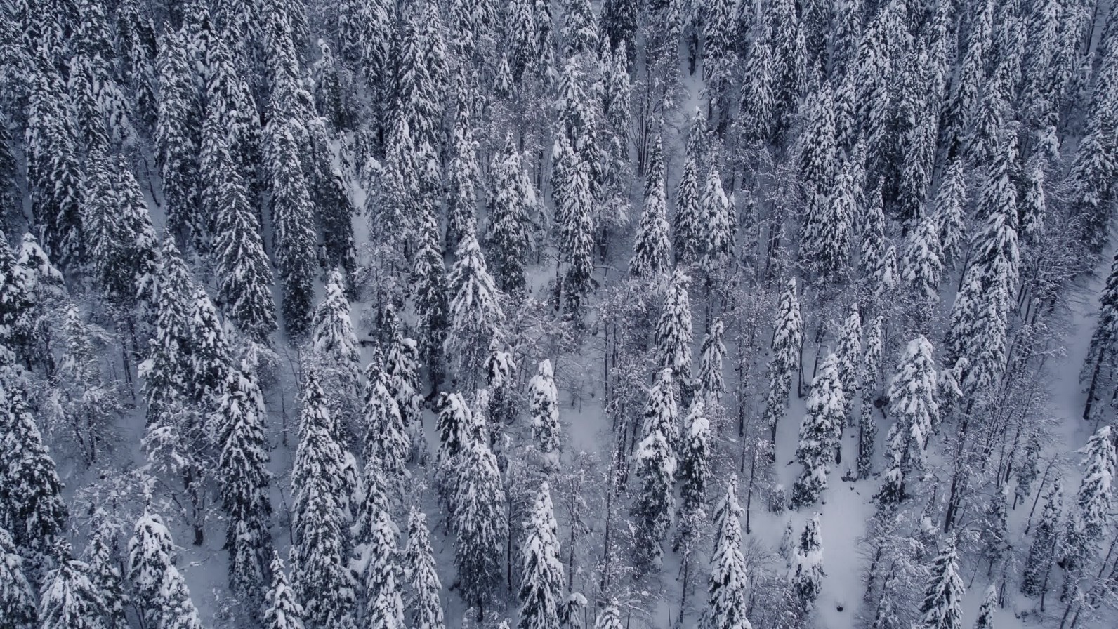 Dense Snowy Forest Natural