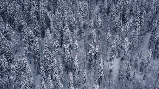 Dense Snowy Forest Natural