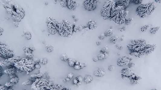 Pristine snowy forest aerial
