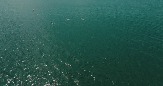 Seagulls Flight Above The Ocean