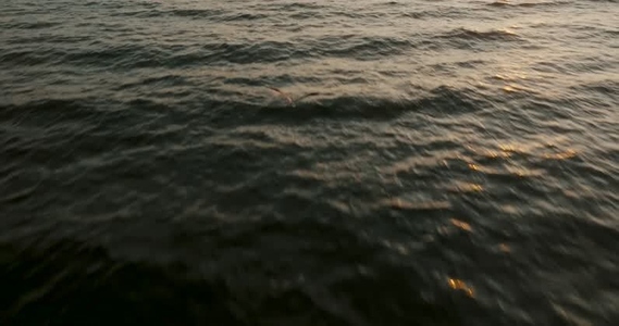 Seabird flying during sunset