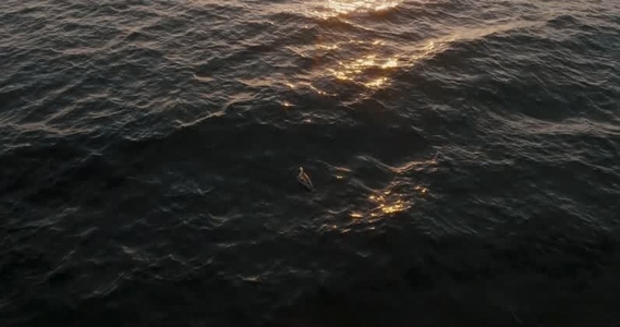 Pelican Floating On Sea