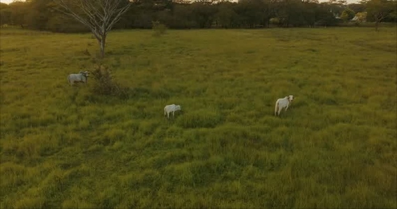 Oxen in pasture In Aerials 1