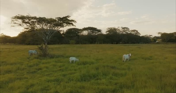 Oxen in pasture In Aerials 2