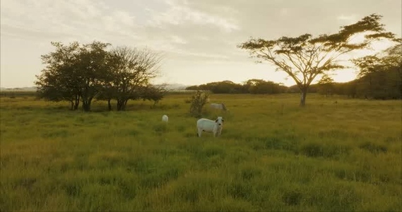 Oxen in pasture In Aerials 3