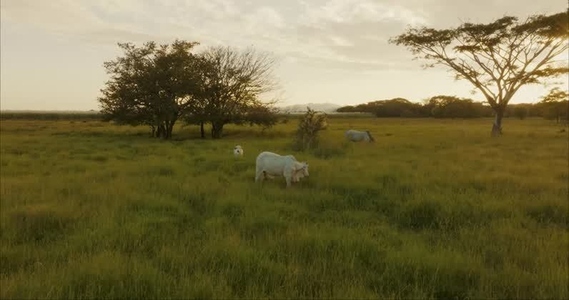 Oxen in pasture In Aerials 5