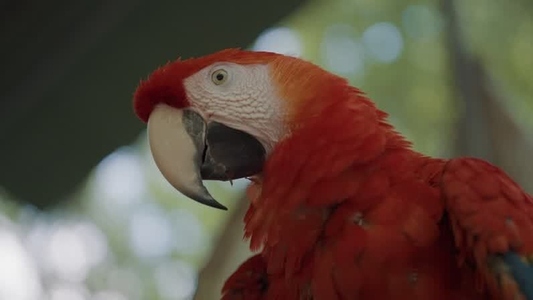 Scarlet Macaw Parrot  1