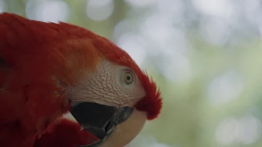 Scarlet Macaw Parrot  2
