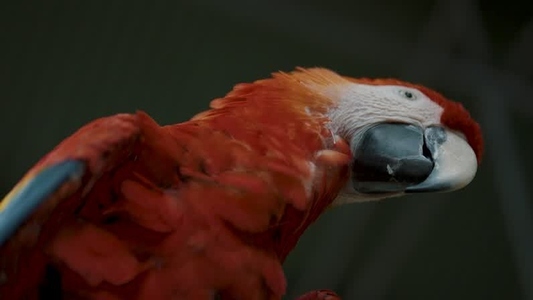 Scarlet Macaw Parrot  6