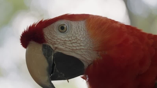 Scarlet Macaw Parrot  7