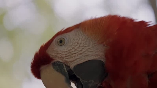 Scarlet Macaw Parrot  9