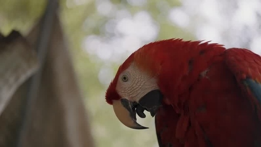Scarlet Macaw Parrot  8