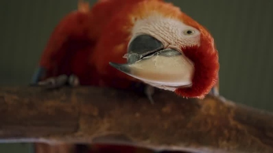 Scarlet Macaw Parrot  11