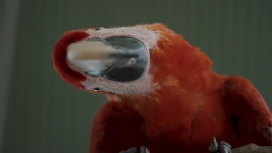 Scarlet Macaw Parrot  12