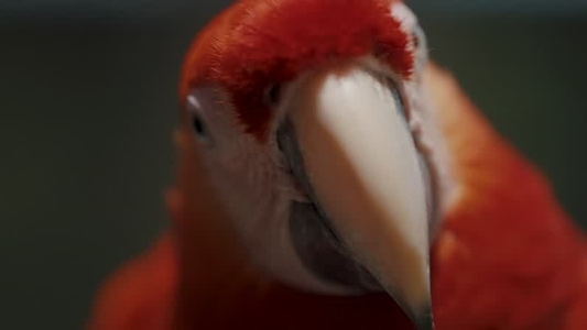 Scarlet Macaw Parrot  14