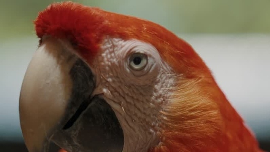 Scarlet Macaw Parrot  15
